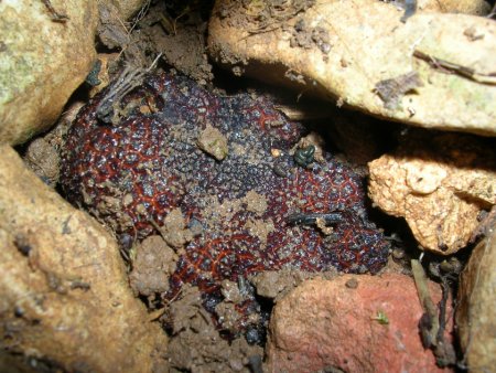Qu&rsquo;est-ce que la truffe ? La truffe est un champignon hypog&eacute; ( qui se d&eacute;veloppe sous terre ) et vit en symbiose avec un arbre ( &eacute;change de diff&eacute;rents compos&eacute;s chimiques). Elle garde encore une grande partie de son myst&egrave;re, prestigieuse et odorante, on en compte plusieurs vari&eacute;t&eacute;s dont la plus connue et appr&eacute;ci&eacute;e des gourmets est la truffe du P&eacute;rigord ( nom botanique ) ou Tuber Melanosporum ( nom scientifique ). La truffe du P&eacute;rigord na&icirc;t entre mai et juin et se r&eacute;colte entre novembre et mars. Elle est souvent concurrenc&eacute;e par tuber Brumale qui se r&eacute;colte aux m&ecirc;mes p&eacute;riodes, dont l&rsquo;odeur est moins agr&eacute;able mais qui peut &ecirc;tre un comestible de choix. Il existe d&rsquo;autres vari&eacute;t&eacute;s de truffes connues : tuber Magnatum ( truffe blanche d&rsquo;Italie ), tuber Uncinatum ( truffe de Bourgogne ), tuber Mesentericum, tuber Aestivum ( truffe d&rsquo;&eacute;t&eacute; ). Que faire de la truffe que vous venez d&rsquo;acqu&eacute;rir ? Ne cherchez pas &agrave; garder votre truffe du P&eacute;rigord plus de 5 &agrave; 6 jours si vous voulez conserver son parfum et ses qualit&eacute;s. Vous pouvez d&rsquo;embl&eacute;e la mettre dans une boite alimentaire en plastique herm&eacute;tique au contact d&rsquo; &oelig;ufs afin que ceux-ci en prennent l&rsquo;odeur et le go&ucirc;t ( coquille poreuse de l&rsquo;&oelig;uf ). Posez votre truffe sur du papier alimentaire et essuyez la coquille des &oelig;ufs ainsi que la boite tous les jours afin d&rsquo;&eacute;viter l&rsquo;humidit&eacute; et le pourrissement ( deux jours suffisent ). Vous pouvez alors manger des &oelig;ufs au plat ( tout l&rsquo;ar&ocirc;me est concentr&eacute; dans le jaune ) ou une brouillade sans m&ecirc;me y ajouter de la truffe ou en y int&eacute;grant des lamelles. Vous pouvez aussi faire mac&eacute;rer la truffe dans de l&rsquo;huile neutre ( tournesol par ex ) afin d&rsquo;obtenir une huile truff&eacute;e que vous utiliserez r&eacute;guli&egrave;rement pour cuisiner, affirmer le go&ucirc;t de plats truff&eacute;s ( 48 heures suffisent ). Conservation de la truffe ? Pour conserver une truffe du P&eacute;rigord plus longtemps avec ses qualit&eacute;s, le meilleur moyen est la cong&eacute;lation. Si celle-ci est grosse, vous pouvez en extraire &agrave; l&rsquo;&eacute;conome sans la d&eacute;congeler et la replacer au cong&eacute;lateur pour des utilisations futures. Pr&eacute;f&eacute;rez les truffes fra&icirc;ches aux truffes en conserves qui ont peu d&rsquo;&eacute;clat. Les corps gras conservent parfaitement l&rsquo;odeur et les qualit&eacute;s de la truffe. &Eacute;vitez de la cuire trop longtemps, int&eacute;grez-la le plus possible au dernier moment. Acheter la truffe fra&icirc;che du P&eacute;rigord ( tuber melanosporum )